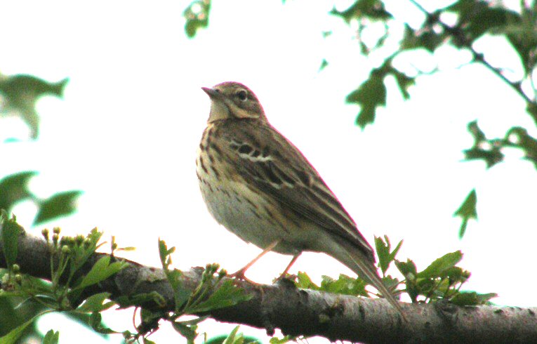 Tree Pipit